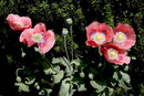 Chesham poppies